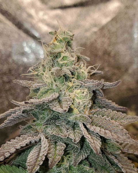 Michigan Mints > Tramuntana Seeds | Feminisierte Hanfsamen  |  Hybrid